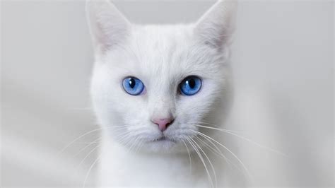 White cat blue eyes wallpaper | 1920x1080 | #14554