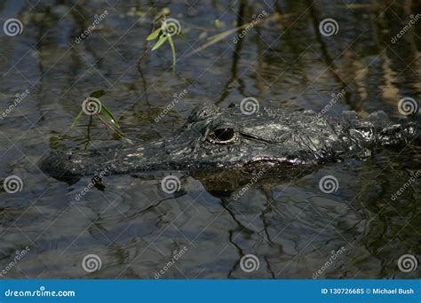 An American Alligator Close Up Stock Image - Image of teeth, predator: 130726685