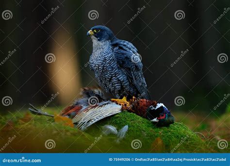 Peregrine Falcon Is Diving Into The Air , Isolated Royalty-Free Stock ...