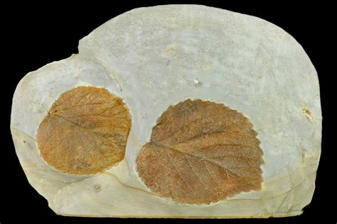 Two Fossil Leaves (Davidia) - Montana For Sale (#130452) - FossilEra.com