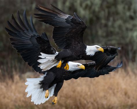 Winter Migration of Bald Eagles - Skagit Eagle Festival - Visit Skagit ...