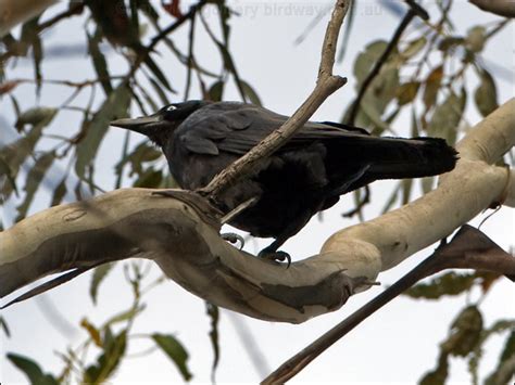 Forest Raven photo image 3 of 6 by Ian Montgomery at birdway.com.au