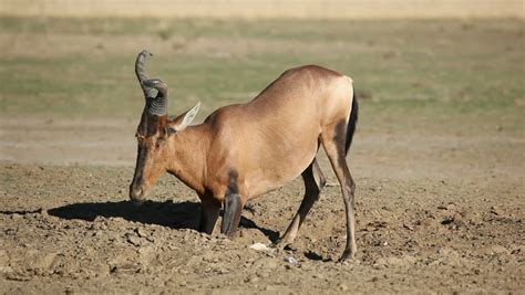 Red Hartebeest Antelope (alcelaphus Buselaphus) Stock Footage Video ...