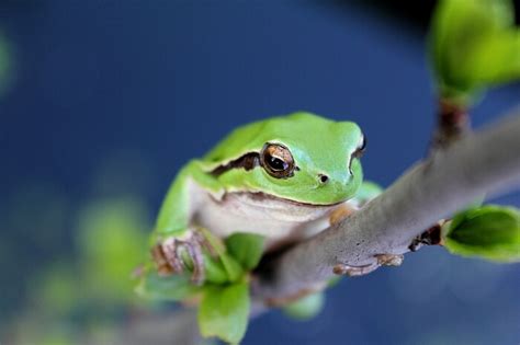 What Predators Eat Frogs? - Joy of Animals