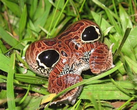 How Do Frogs Protect Themselves From Predators? [Defensive Measures Of Frogs]