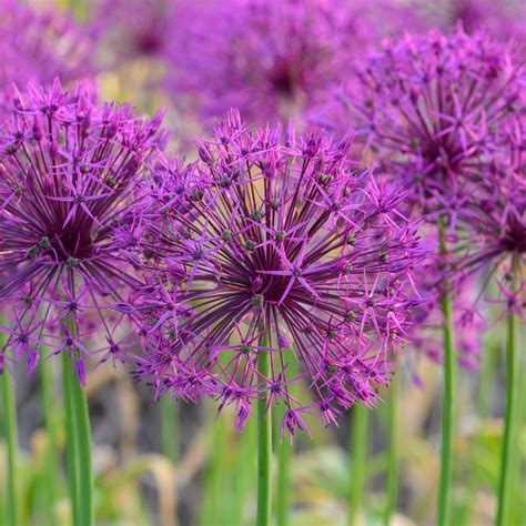 Allium Purple Rain | Always Wholesale Pricing | Colorblends®