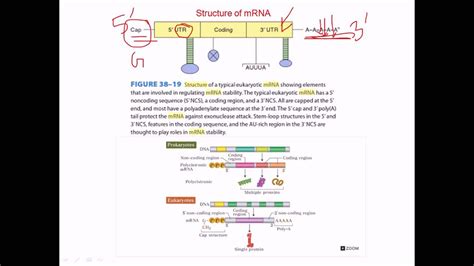 Mrna Structure And Function