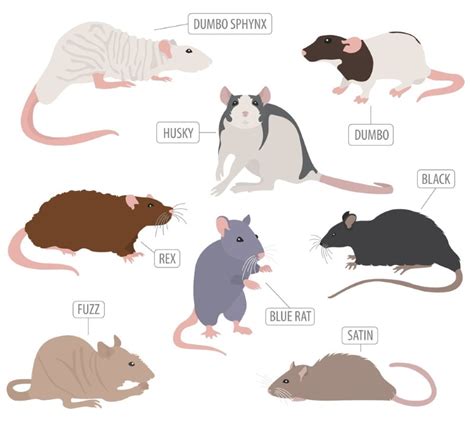 Pet Rat Breeds / Varieties: What Type of Rats Are Your Pets? | Animallama