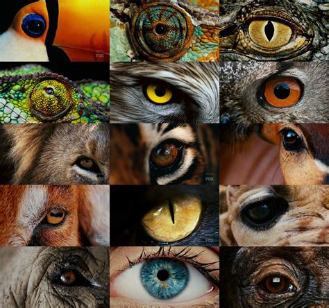 Different Types Of Animal Eyes