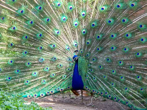 File:Peacock Milwaukee County Zoo.jpg - Wikimedia Commons