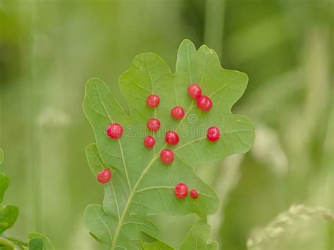 Bright Red Oak Galls on a Green Leaf Stock Image - Image of tannin, galls: 249501189