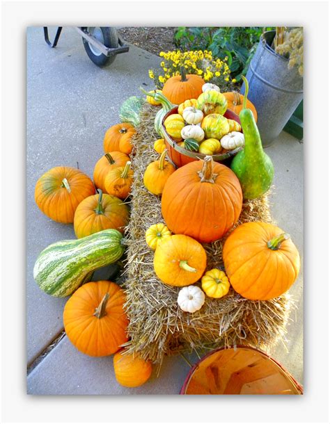 Pumpkins And Gourds, HD Png Download - kindpng