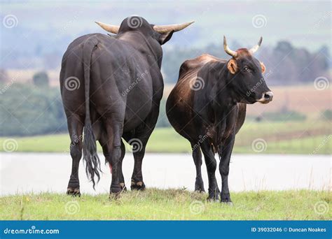 Brangus Cattle Bull Stock Photography | CartoonDealer.com #35249264