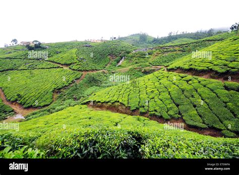 Tea gardens in Munnar hill station ; Kerala ; India Stock Photo - Alamy