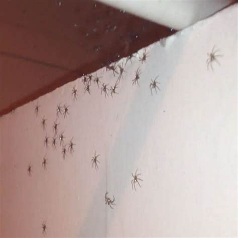 Huntsman Spider With Babies