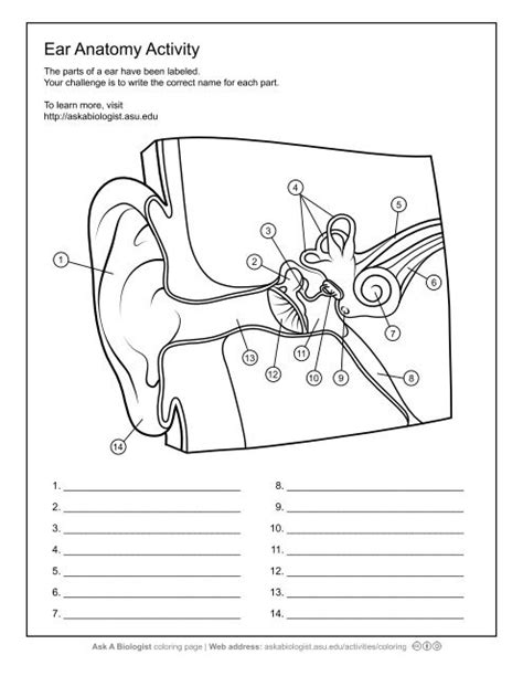 Ask A Biologist - Ear Anatomy - Worksheet Activity