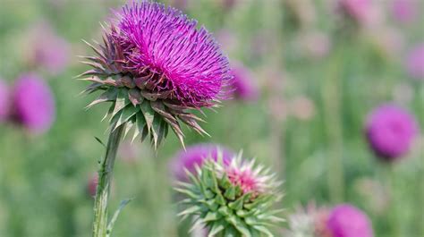 Milk Thistle Tea: Benefits, Side Effects, and Dosage