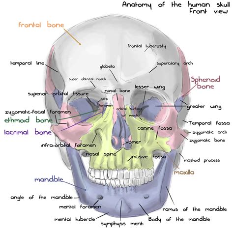 Annotated human skull anatomy - front view by shevans on DeviantArt