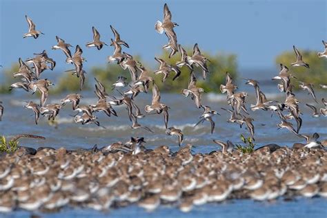 Considered one of Nature’s great wonders, birds from 29 countries fly ...