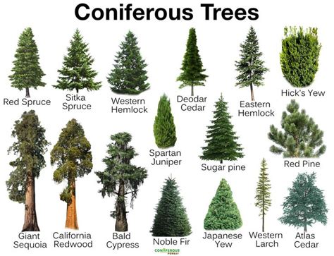 What is a conifer, list of names & types of evergreen/deciduous trees & plants that grow in ...