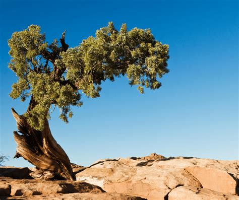 Juniper Tree Meaning Symbolism: Explained - symbolismguide.com