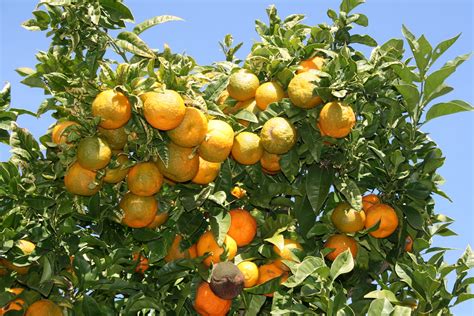 My Seville Orange Tree | The tree is loaded with Seville Ora… | Flickr