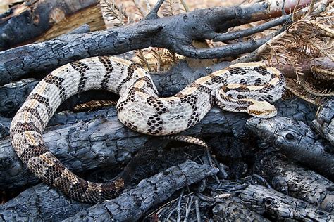 The Most Venomous Snakes Of Florida - WorldAtlas