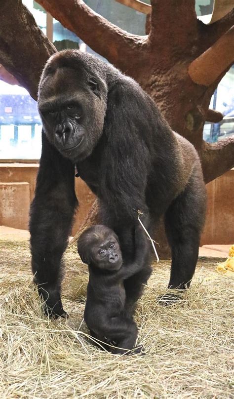 Baby gorilla at National Zoo starting to take his first steps - The Washington Post