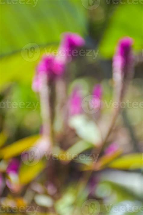 pink cockscomb flower blooming soft blur background nature 18909462 Stock Photo at Vecteezy