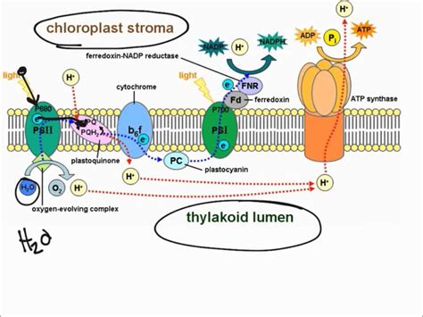 Light Dependent Reactions - YouTube