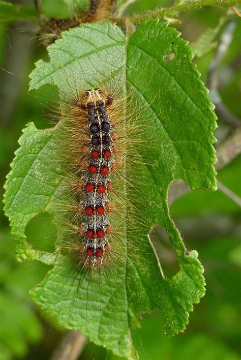 Gypsy Moth Life Cycle