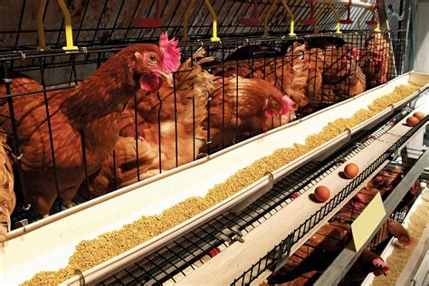 Poultry farming | Description, Techniques, Types, & Facts | Britannica