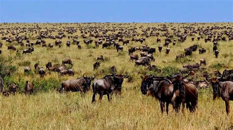 THE GREAT WILDEBEEST MIGRATION