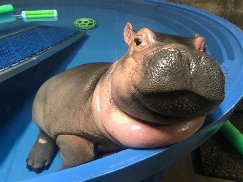 Fiona the Hippo Is the Cutest Baby Animal You'll See