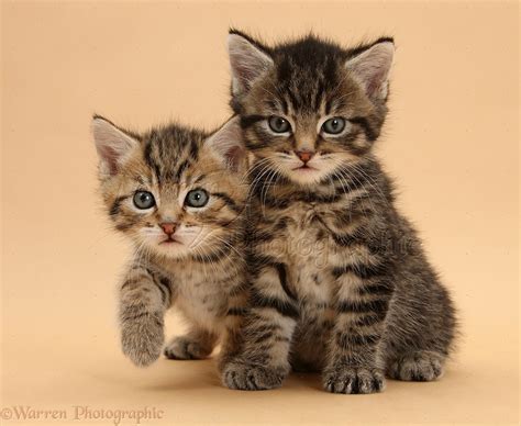 Two cute tabby kittens on beige background photo - WP35571