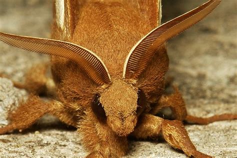 Snout Moths Up Close & Personal | Featured Creature