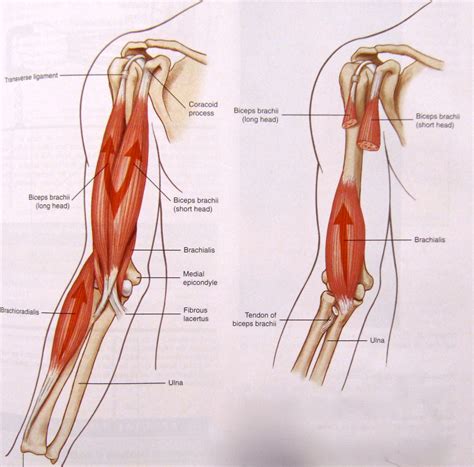 Bicep Exercises & Bicep Workouts