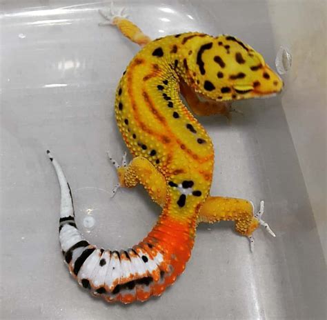 Leopard Gecko Morphs [the Ultimate Guide] - Reptile.Guide