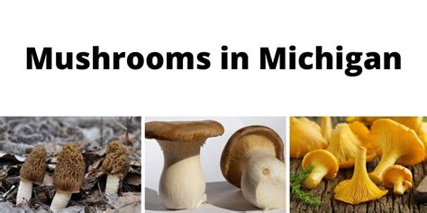 A Comprehensive List of Common Wild Mushrooms in Michigan