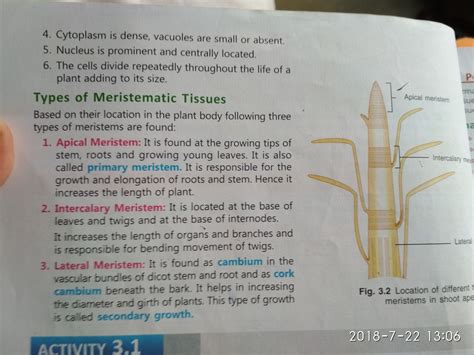 What Is Apical Meristem - Design Talk