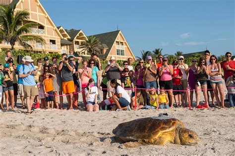 Wildlife Wednesdays: A Tour de Turtles First! Sea Turtle Returns to ...