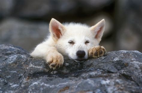 White Wolf : Charming Photos Of Arctic Wolf Pups With Red Flowers