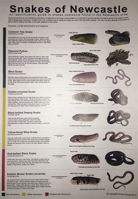 Snake identification poster. - Cessnock District Rescue Squad - VRA Rescue NSW