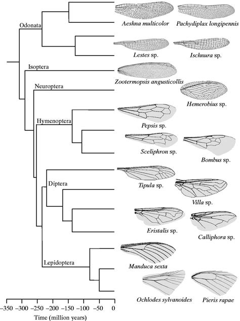 Insect wings, Insect species, Insects