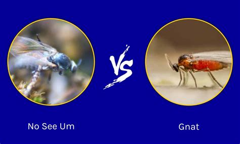 No-See-Ums vs. Gnats: Key Differences Explained - A-Z Animals