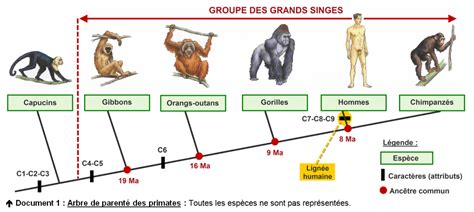 L'évolution des espèces - Le vivant et son évolution - Louisa Paulin de Muret