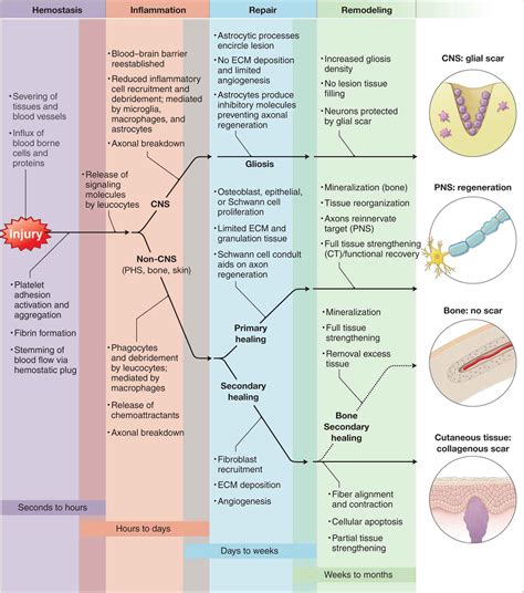 Tissue Behavior, Injury, Healing, and Treatment | Musculoskeletal Key