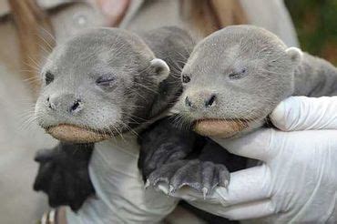 Giant Otter Facts, Habitat, Diet, Life Cycle, Baby, Pictures