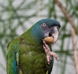 Parrot Encyclopedia | Blue-headed Macaw | World Parrot Trust