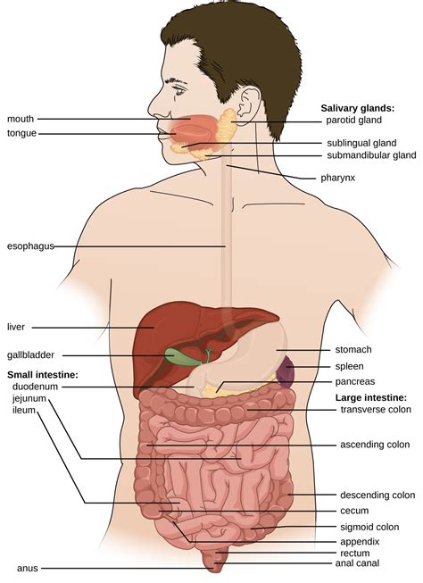 Anatomy and Normal Microbiota of the Digestive System | Microbiology